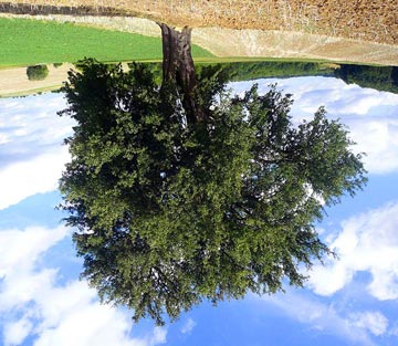 Upside-down tree
