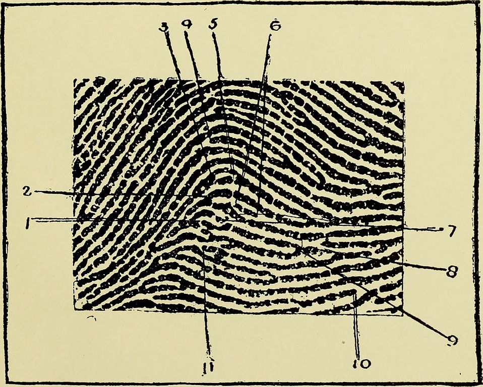 Thumb-print of Alfred Stratton, from Faulds (1905), p. 63