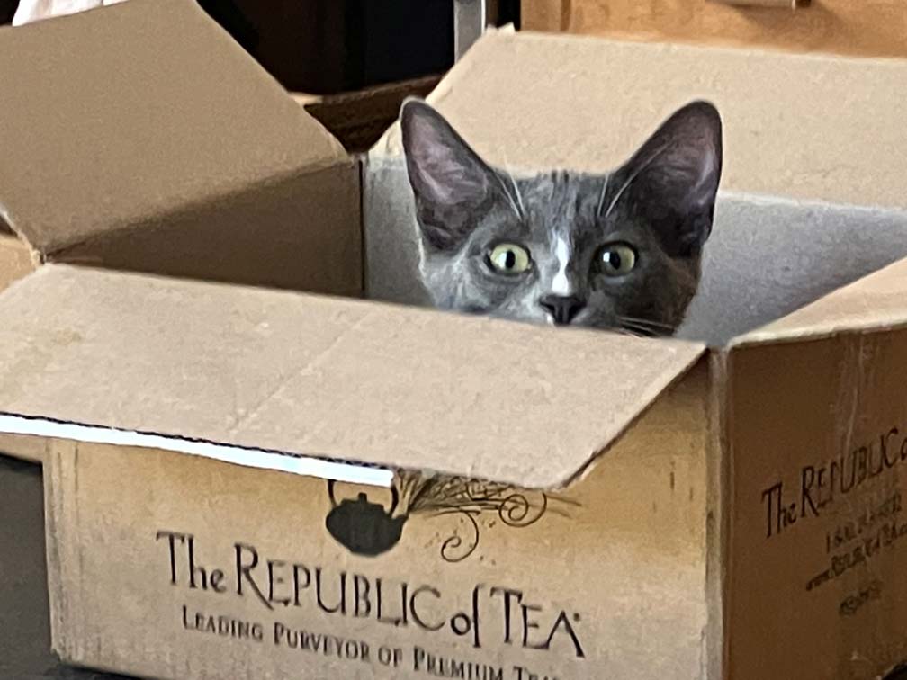 Gray kitten peeking out from a Republic of Tea box