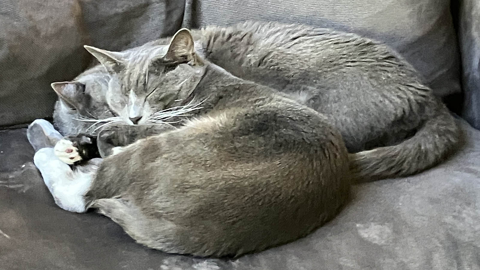 Two sleeping gray cats curled up together on a gray couch; photo by Diana Eppstein