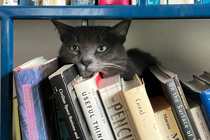 A gray cat with green eyes looks out from behind a row of books on a blue metal bookshelf, his chin resting on books that lean with his weight, and his body hidden behind the books.